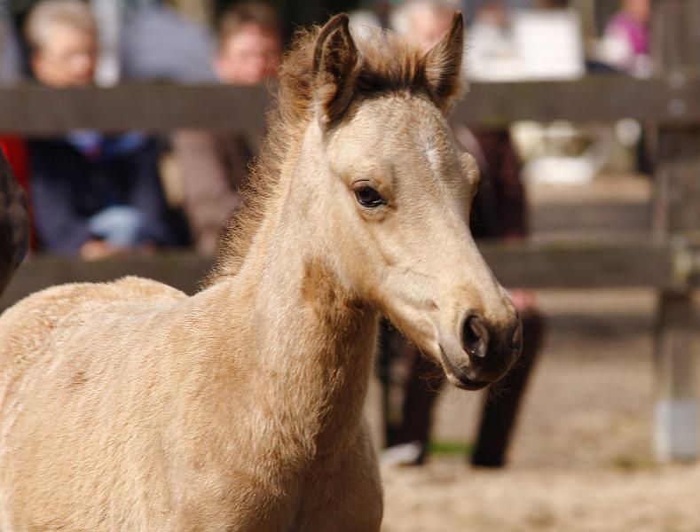 Heidar von Heidmoor g.jpg